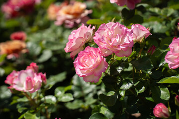 初夏の花壇に映えるピンクと赤のバラ