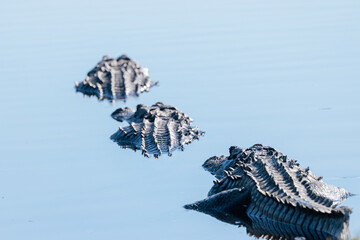 Three American alligators (Alligator mississippiensis) lined up in the water in southwest Florida