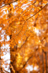 메타세콰이어의 가을맞이