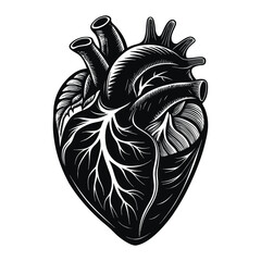 Anatomical human heart illustration