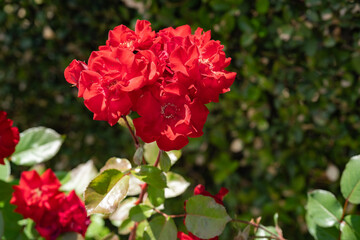 春に豪華に咲く赤いバラ