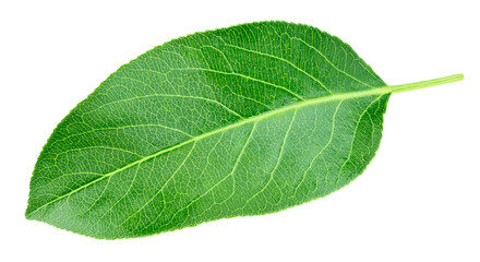 Pear leaf isolated on a transparent background. Leaf pear with PNG. Pear leaf macro shot