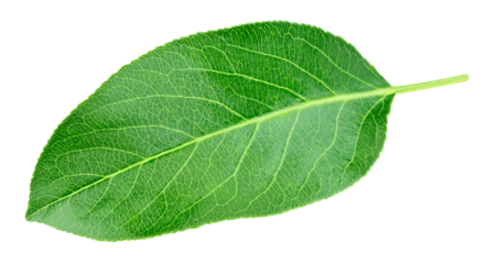 Pear leaf isolated on a transparent background. Leaf pear with PNG. Pear leaf macro shot