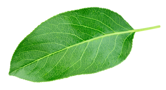 Pear leaf isolated on a transparent background. Leaf pear with PNG. Pear leaf macro shot