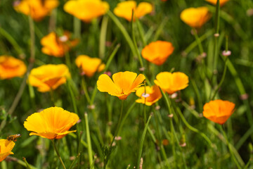 春の公園で満開のハナビシソウ