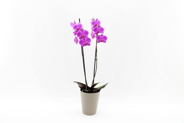 Phalaenopsis, Orchid, Ceramic Pot