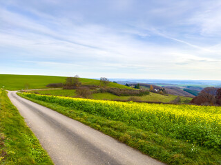 Country lane bordered by a bright yellow strip of mustard plants across soft hills