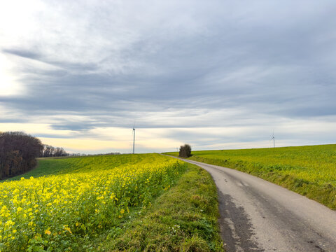 Thick yellow mustard flowers along a forest margin on a breezy hill - Powered by Adobe