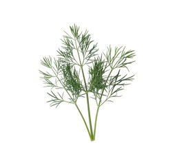 Obraz premium Dill sprig isolated on a transparent background herb