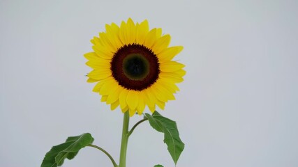Single sunflower against a plain background - Powered by Adobe