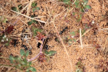Carpenter Ants excavating sand at nest site, South Australia