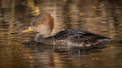 Hooded Merganser in the lake