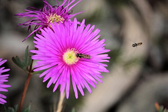 Hoverfly feeding on native pigface nectar with 2nd hoverfly approaching