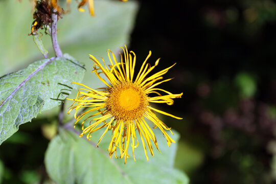 Wild plant Inula Helenium with flower.