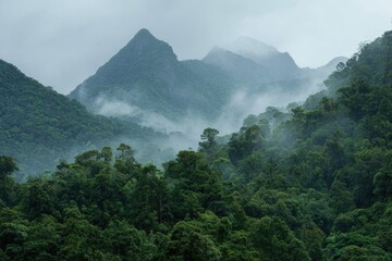 Misty mountain range with dense rainforest