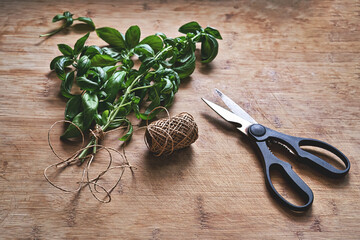 Bunch of fresh basil with roots, scissors and twine on wooden table, rustic kitchen mood