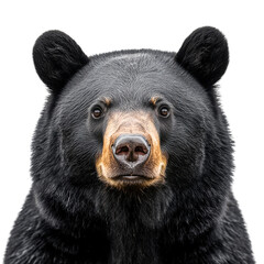 Close up of black bear on transparent background