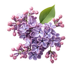 Lilac blossoms in bloom on transparent background