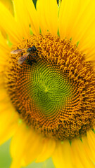 Vibrant Sunflower Head for Botanical Posters and Print Media