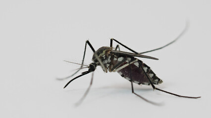 Aedes Mosquito Macro Shot for Dengue Fever Awareness and Health Campaigns