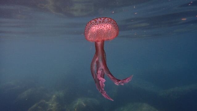 Mauve stinger or night-light jellyfish, phosphorescent jellyfish (Pelagia noctiluca) undersea, Ligurian Sea, Italy, Imperia - Powered by Adobe