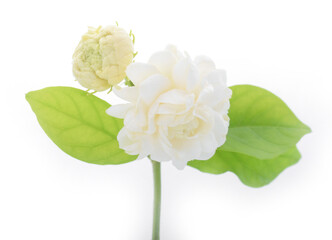 White jasmine isolated on white background.