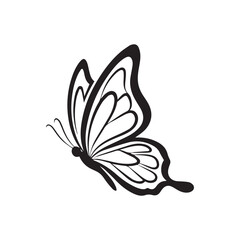 butterfly on white background