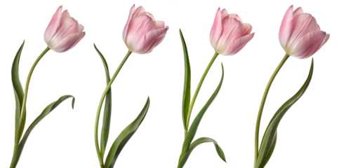 Four delicate pink tulips are arranged in a row, displaying their soft petals and green stems. The transparent background highlights the beauty of these spring flowers.