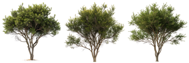 Three types of tall trees display their bright green leaves against a transparent background. The branches are spread wide, demonstrating the healthy growth and structure of the trees.