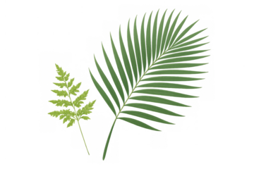 Green tropical palm frond and fern leaf, creating natural botanical tropical background elements