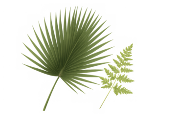 Tropical botany featuring palm frond and fern leaves offering natural lush green foliage on transparent background