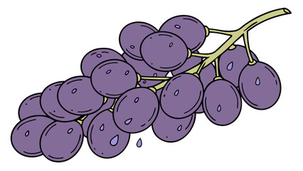 Illustration of fresh organic purple grapes bunch with water drops healthy fruit vector drawing design
