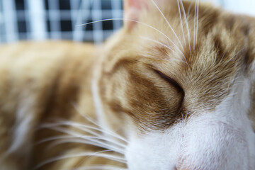 fluffy cat lying and sleep at night. Comfortable sleep.