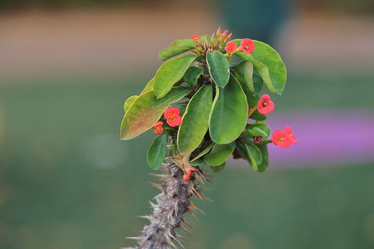 Euphorbia milli crown of thorns flower in garden