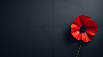 A Single Red Poppy in Full Bloom Against a Stark Black Background, Symbolizing Remembrance and Sacrifice