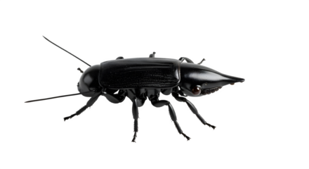Close up studio shot of a shiny black beetle with long antennae on a black background showing details