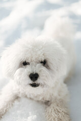 white bichon frise dog