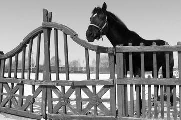 Retro-style black and white photo of thoroughbred horse symbolizing the 2026 New Year