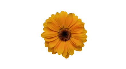 Close up view of a vibrant yellow flower with a dark brown center on a black background image scene