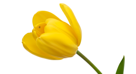 Close up shot of a bright yellow tulip flower with a green stem against a black background space