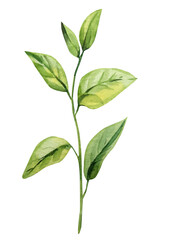 Green leaf, botanical branch with watercolor leaves for natural floral design and elegant spring decor