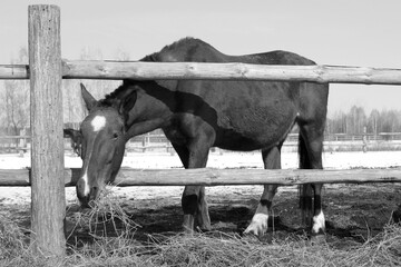 Retro-style black and white photo of thoroughbred horse symbolizing the 2026 New Year