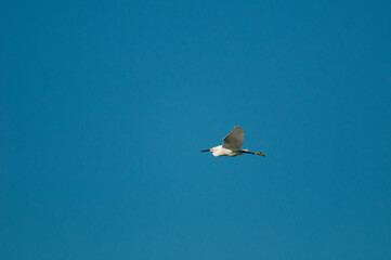 Snowy Egret flying across a clear blue sky