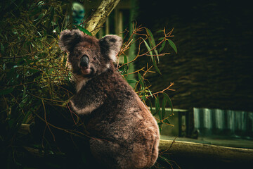 koala © Vishal