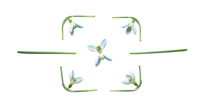 Arrangement of snowdrop flowers with green stems on a black background creating a symmetrical design