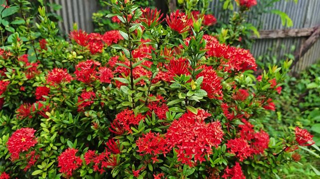 Red Ixora Flower with Green Leaves in the Garden.