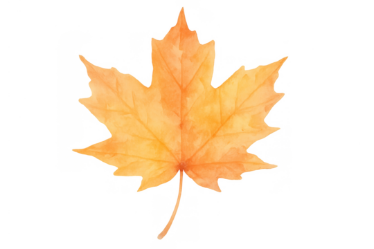 Maple leaf painted in watercolor, showcasing bright orange and yellow tones for autumn, on a transparent background