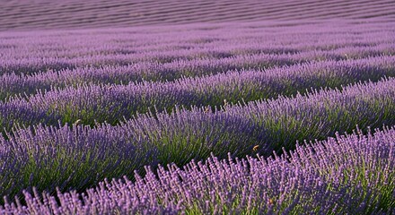 Naklejka premium Rows of blooming lavender under soft sunlight, creating a serene and picturesque natural landscape