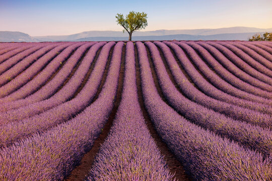 Champs de lavande du plateau de Valensole &ndash; lignes graphiques et arbre solitaire