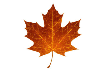 Obraz premium Maple leaf showing autumn change, vibrant orange and brown fall foliage, isolated with transparent background